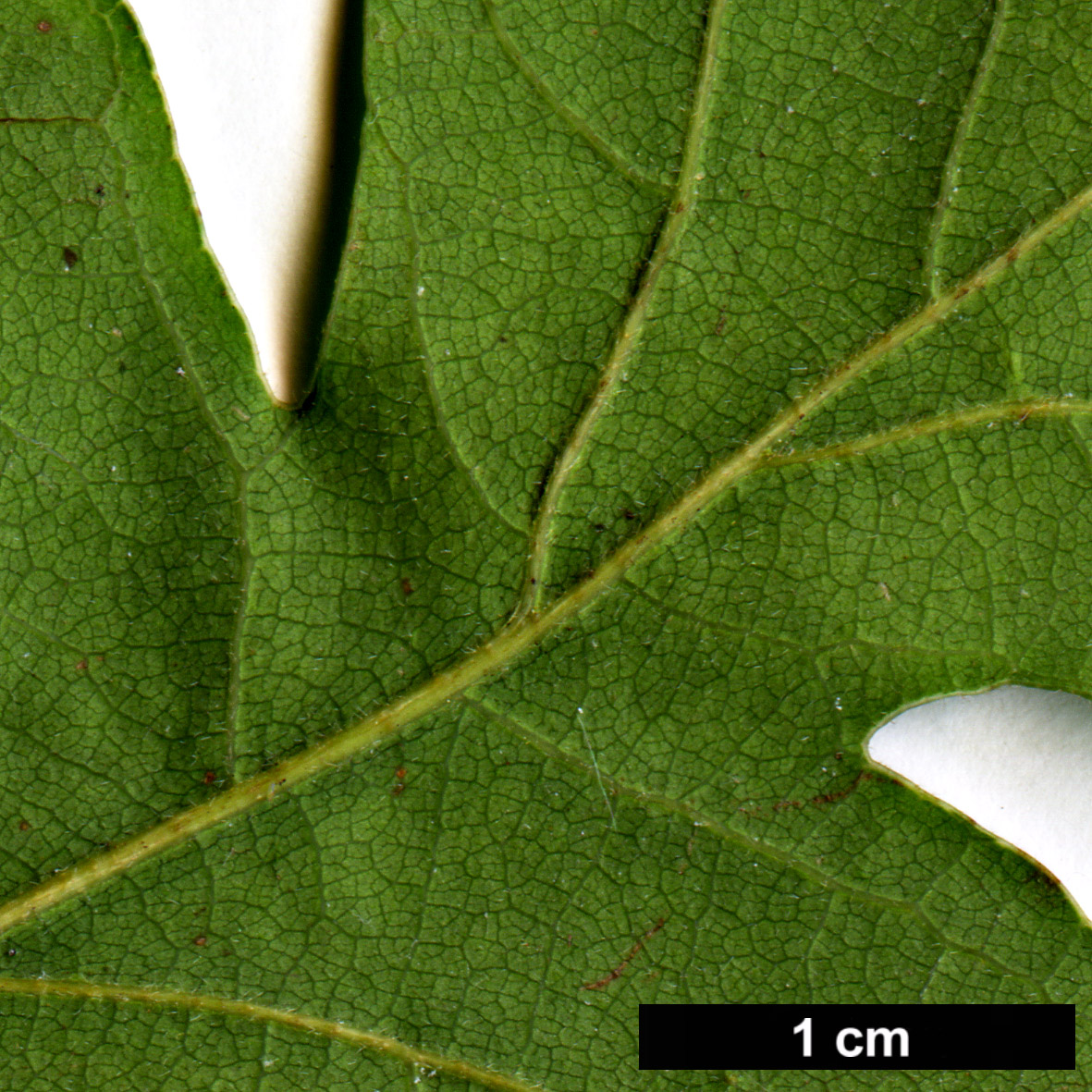 High resolution image: Family: Fagaceae - Genus: Quercus - Taxon: garryana - SpeciesSub: subsp. semota